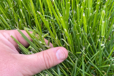 Lawn Renovation Thumbnail